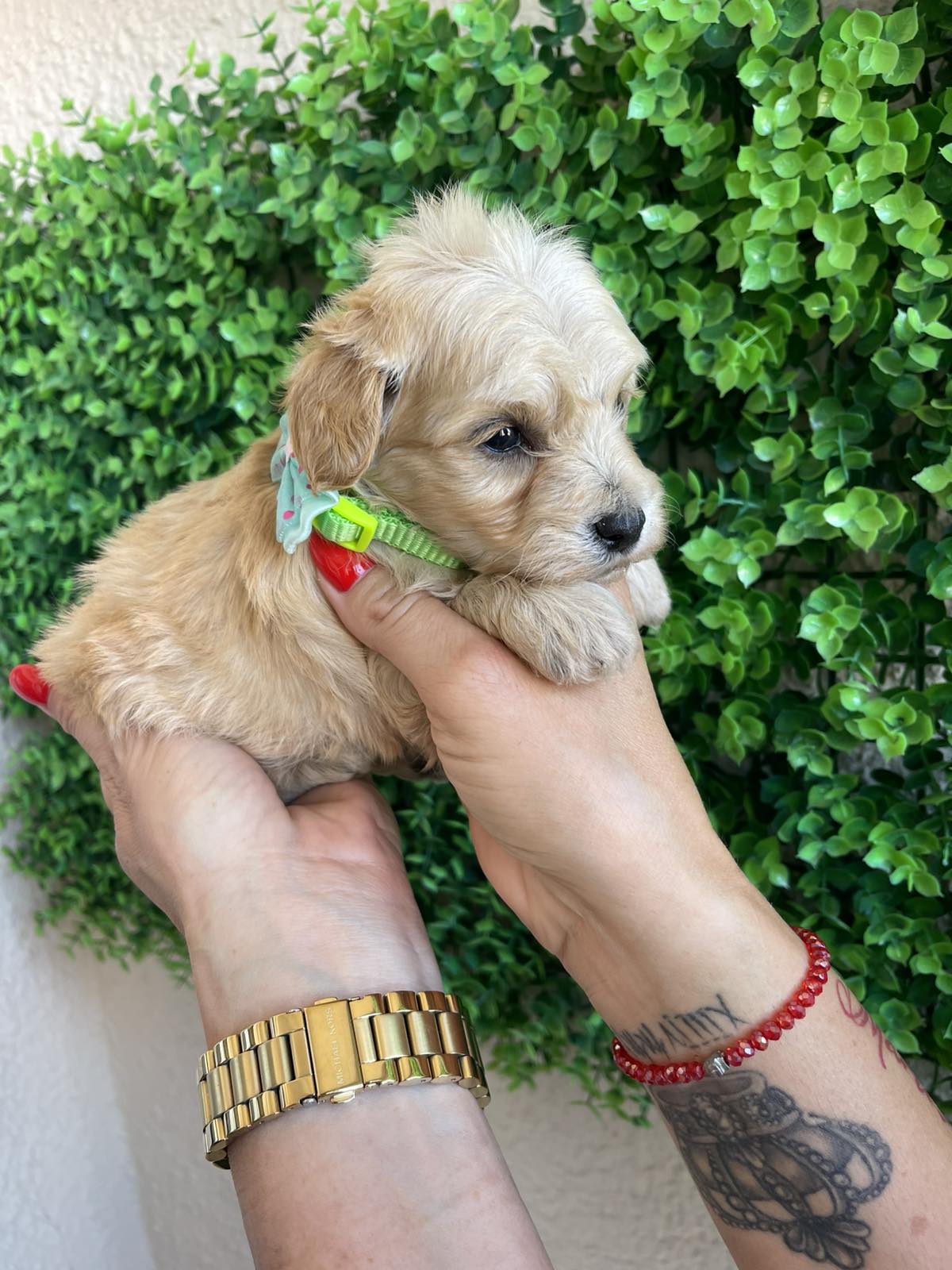 Maltipoo prelepi stenci