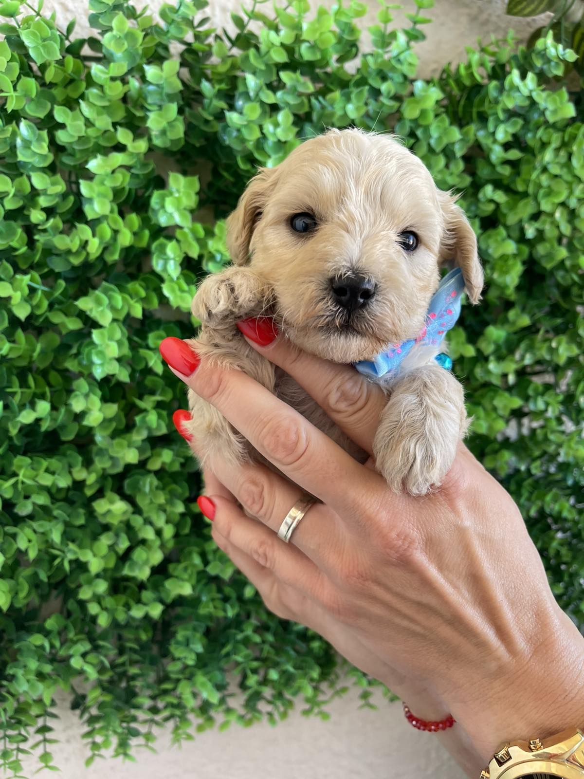 Maltipoo prelepi stenci