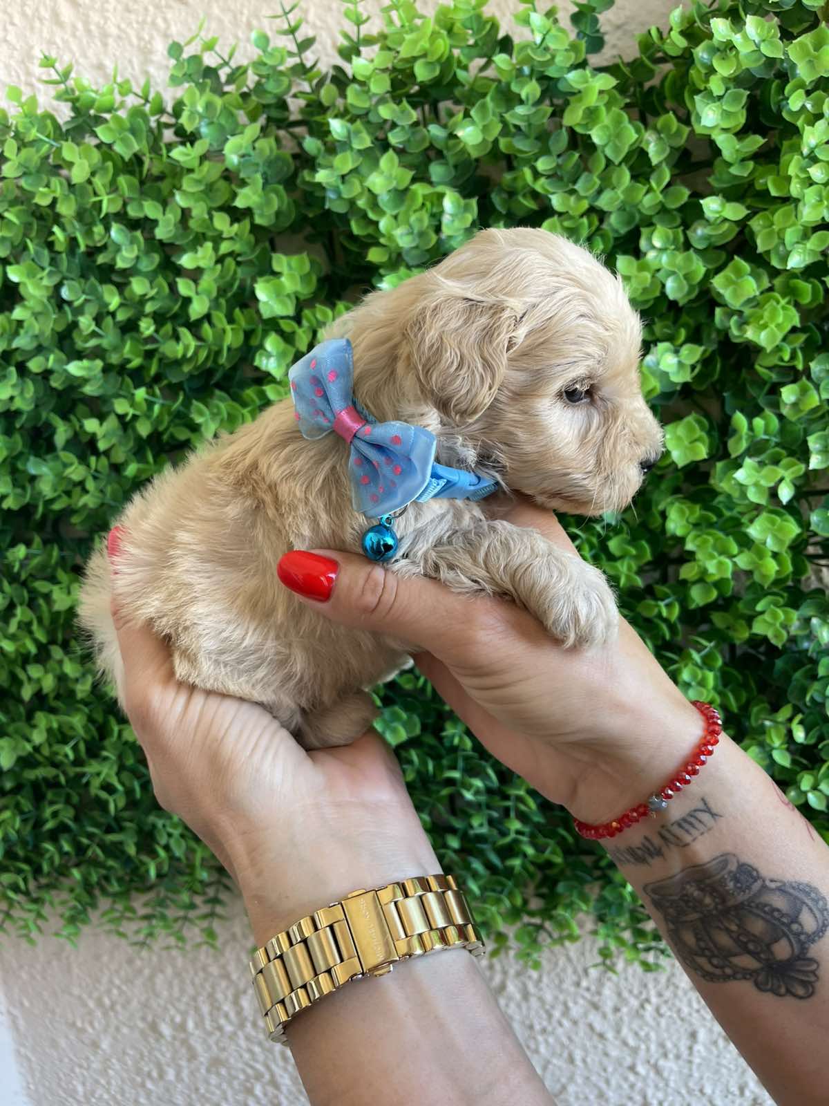 Maltipoo prelepi stenci