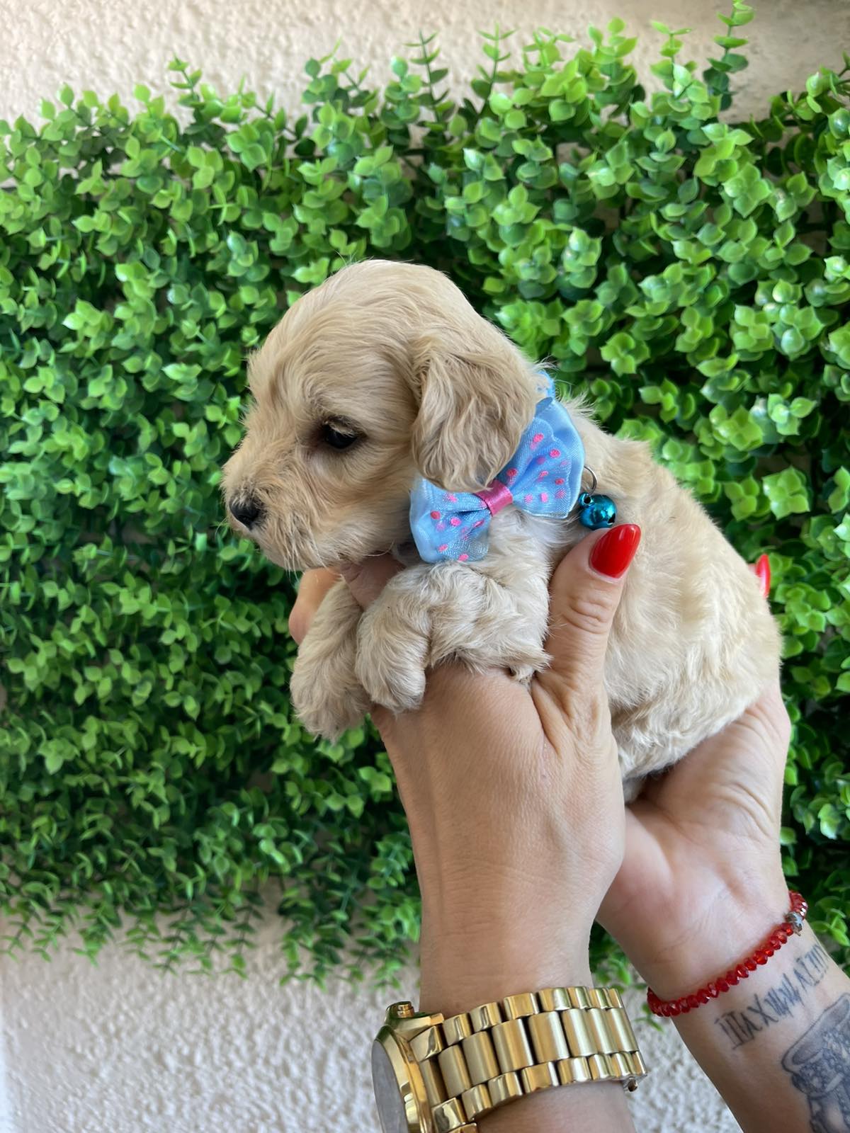 Maltipoo prelepi stenci