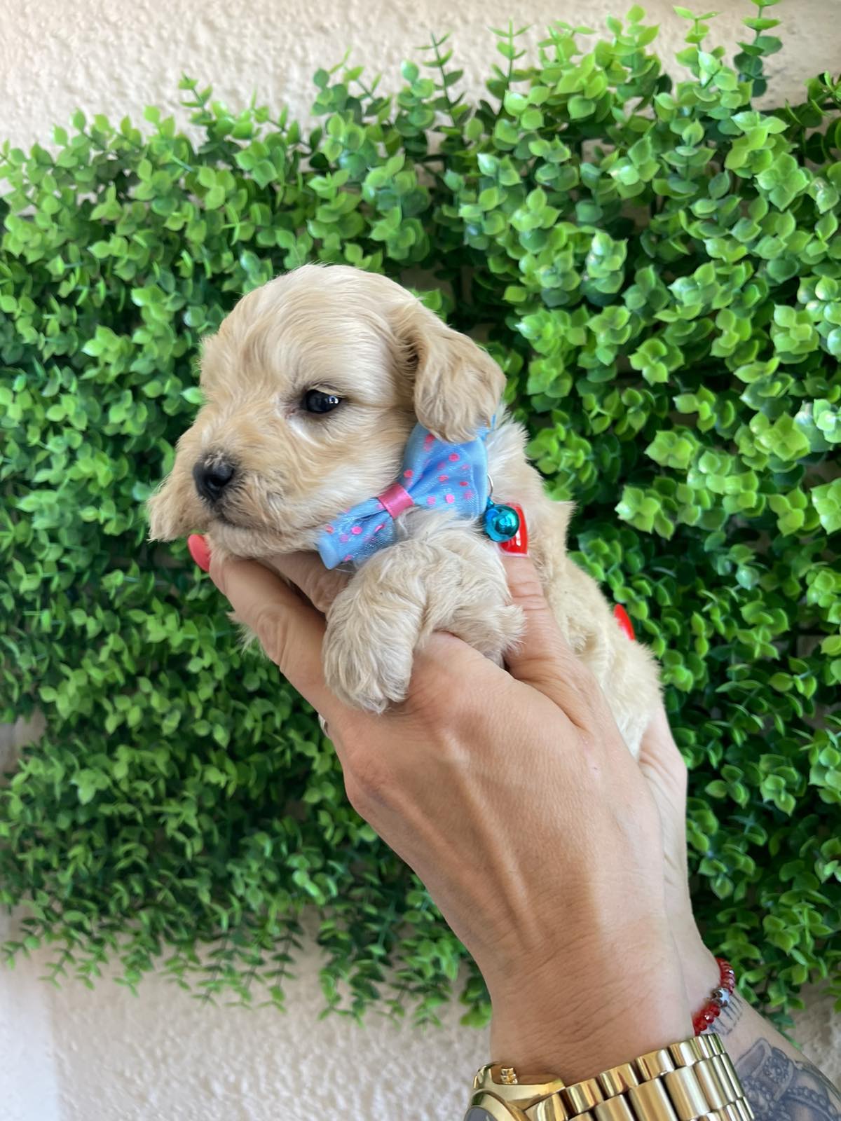 Maltipoo prelepi stenci