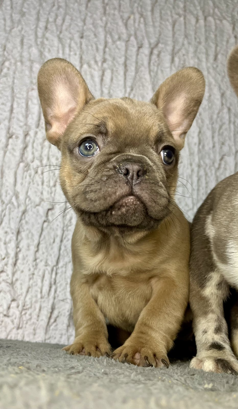 Francuski buldog stenci