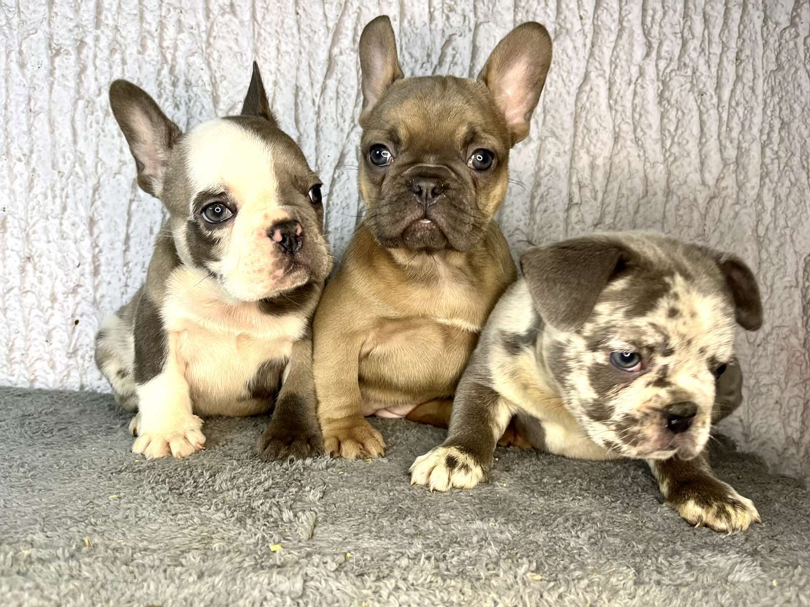 Francuski buldog stenci