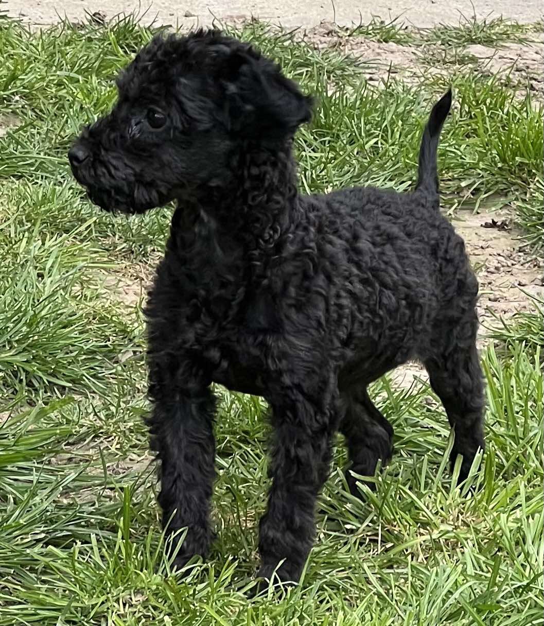 Toy Pudla štenci