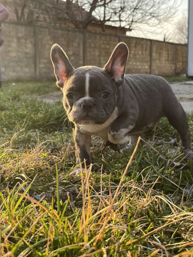 Francuski Buldog PRELEPI štenci