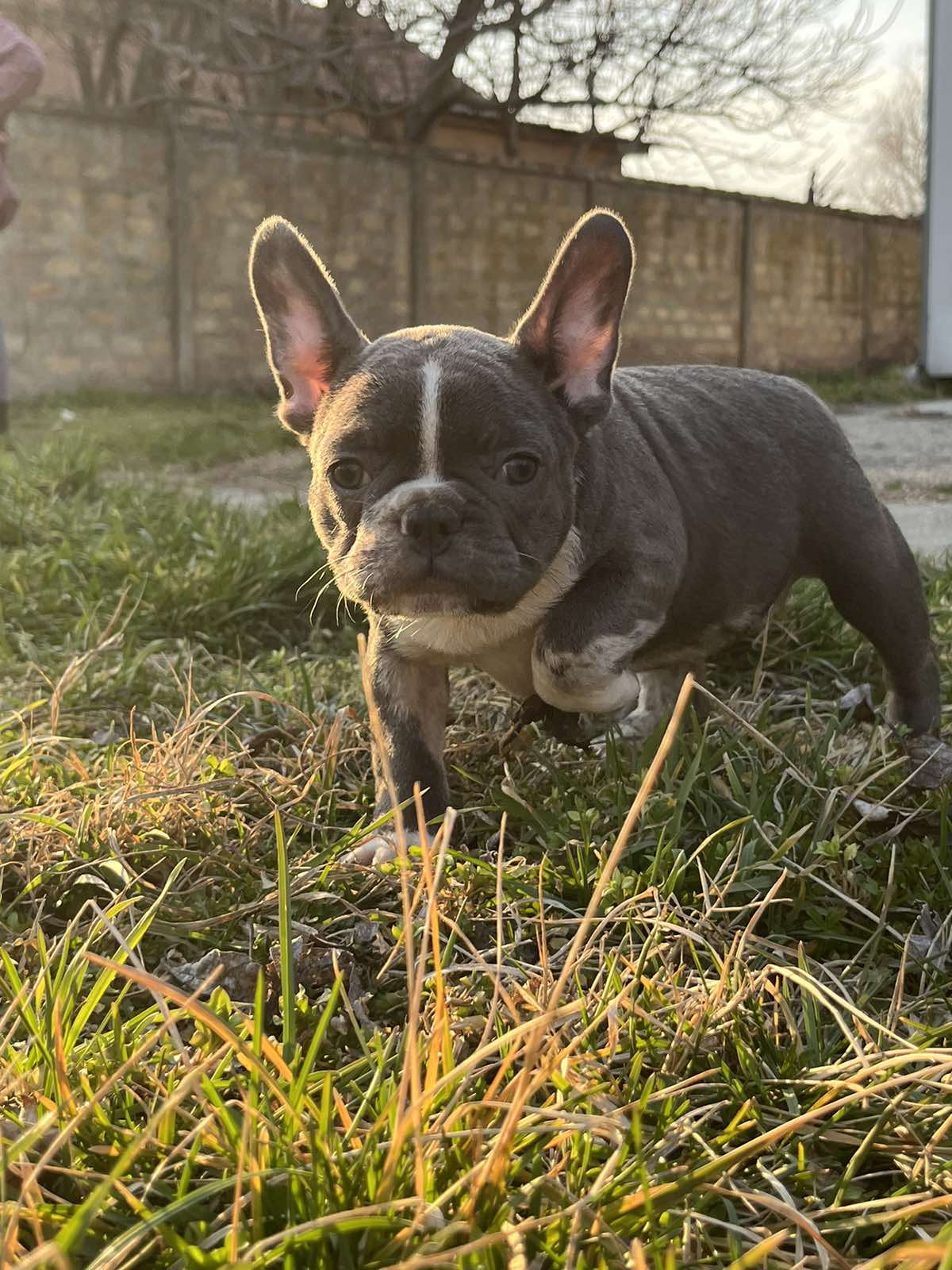 Francuski Buldog PRELEPI štenci