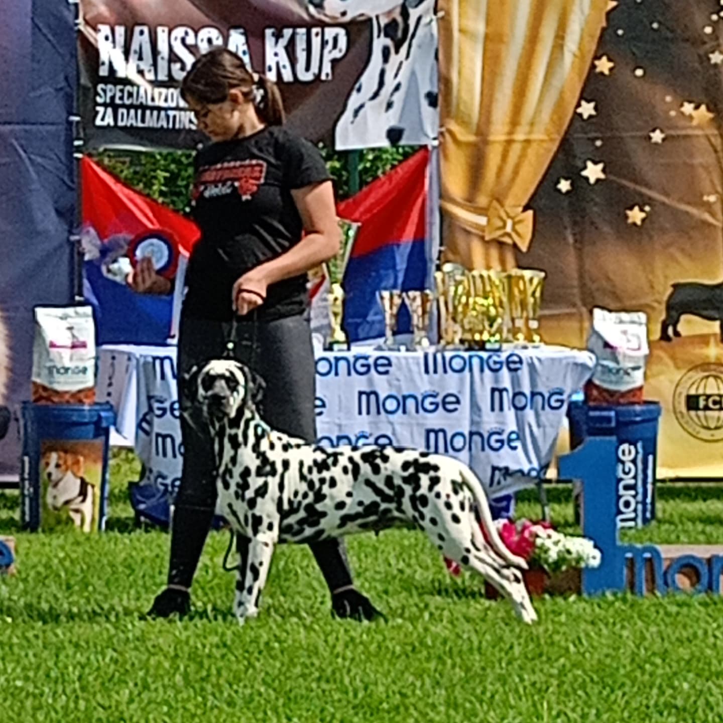Dalmatinac prelepi štenci