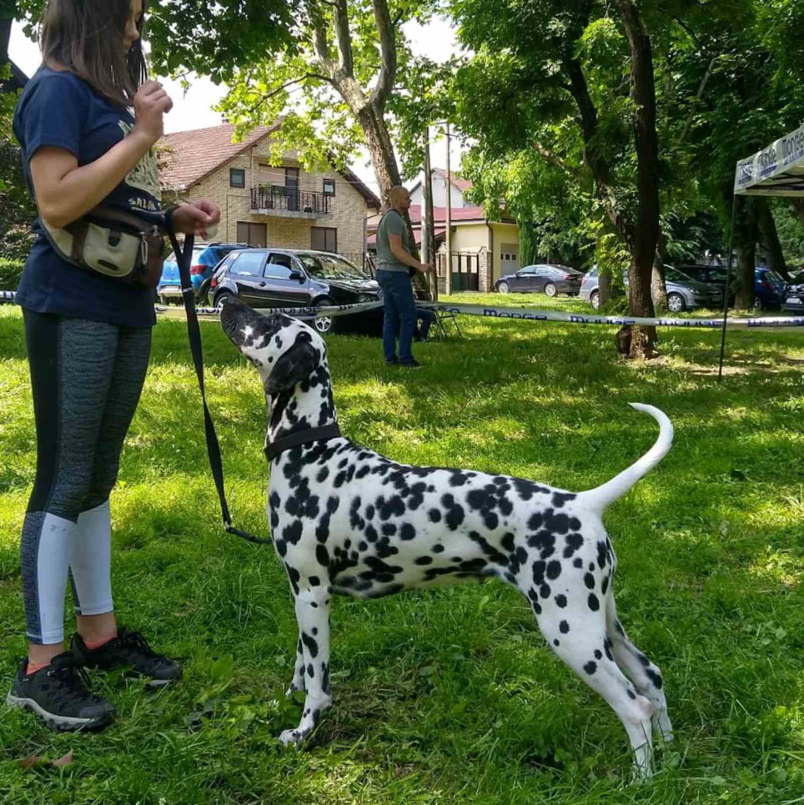 Dalmatinac prelepi štenci